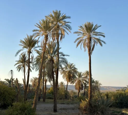 Things to Do in Bahariya Oasis: 12 Essential Stops