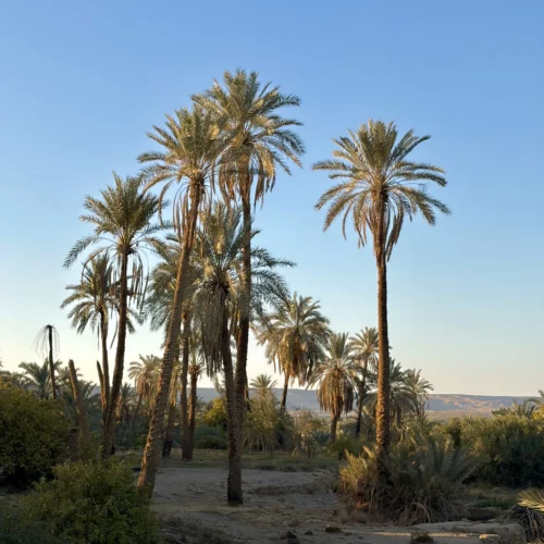 Bahariya Oasis landscape near the Bawiti gateway before the southbound Black Desert route