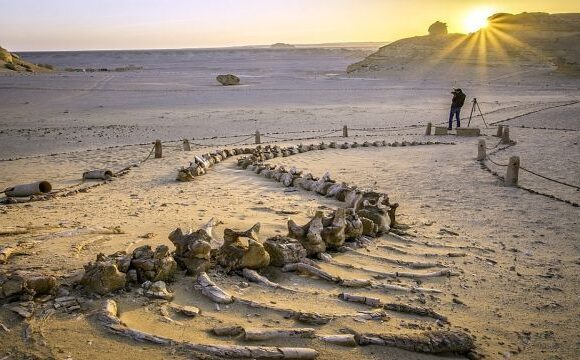 Wadi Al-Hitan Whale Valley Guide: Fossils, Museum & Visiting Tips