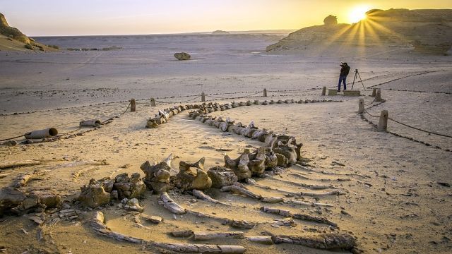 Fossilized whale remains at Wadi Al-Hitan, Whale Valley, Fayoum, Egypt